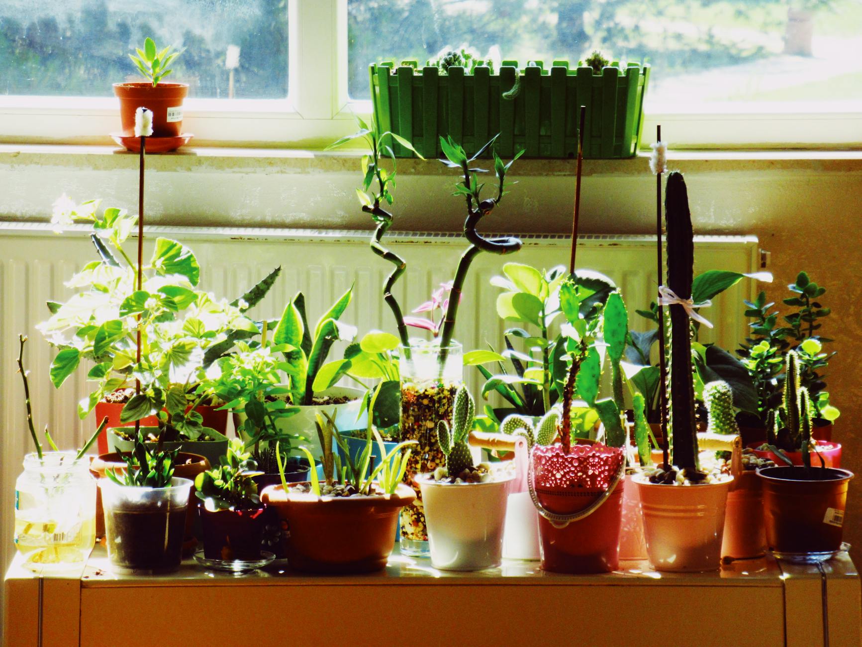 Plante și ghivece decorative în Câmpulung Muscel – sfaturi și ofertă